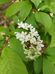 Prunus padus