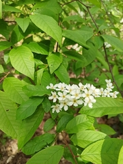Prunus padus