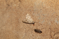Aethiophysa dualis