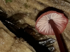 Mycena mariae