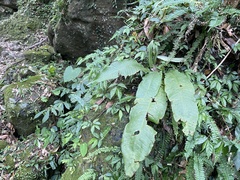 Microsorum membranaceum