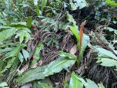 Leptochilus hemionitideus