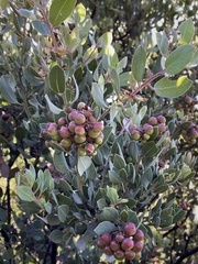 Arctostaphylos otayensis