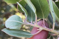 Arctostaphylos otayensis