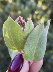 Arctostaphylos otayensis