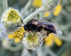 Ripiphorus rex