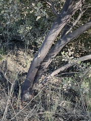 Arctostaphylos otayensis