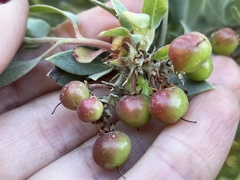 Arctostaphylos otayensis
