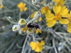 Ripiphorus rex