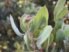 Arctostaphylos otayensis