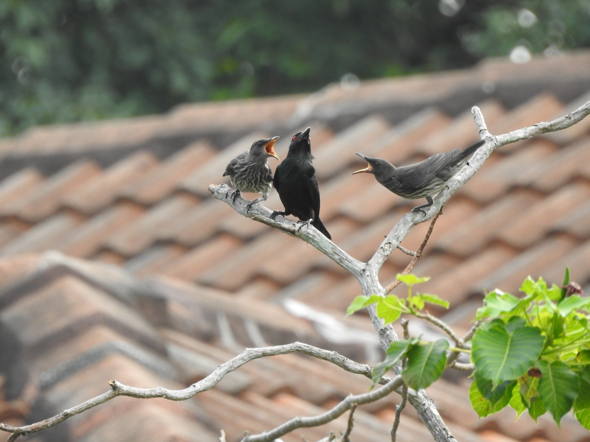 Asian Glossy Starling (Aplonis panayensis)