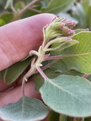 Arctostaphylos otayensis