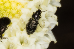 Dascillidae