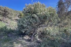 Arctostaphylos otayensis