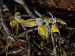 Moraea serpentina