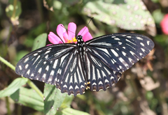 Papilio clytia clytia