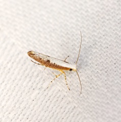 Argyresthia lata