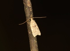 Athymoris martialis