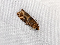 Lobesia aeolopa
