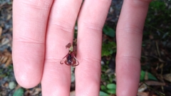 Chiloglottis reflexa