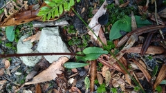 Chiloglottis reflexa