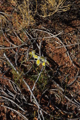 Moraea serpentina