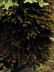 Chandonanthus squarrosus