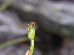 Pterostylis antennifera