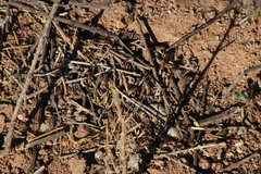 Microhodotermes viator