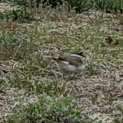 Charadrius vociferus