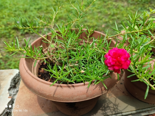 moss rose