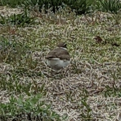 Charadrius vociferus