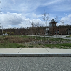 Charadrius vociferus