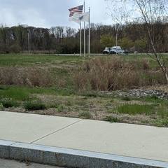 Charadrius vociferus