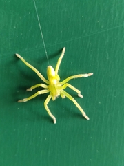 Micrommata virescens