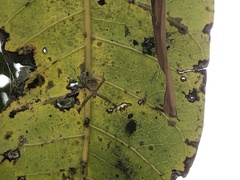 Argiope aetheroides