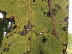 Argiope aetheroides