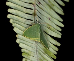 Thalassodes immissaria