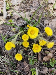 Tussilago farfara