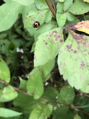 Coelophora biplagiata