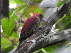 Chrysophlegma miniaceum