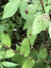 Coelophora biplagiata
