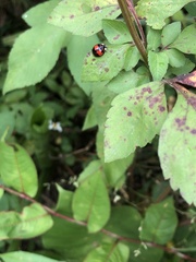Coelophora biplagiata