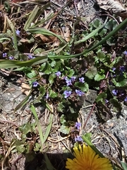 Glechoma hederacea