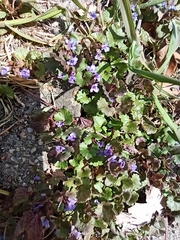 Glechoma hederacea