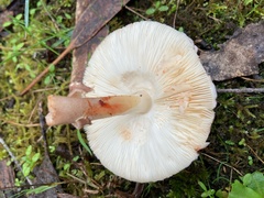 Lepiota haemorrhagica