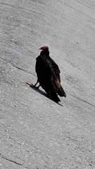 Cathartes aura image