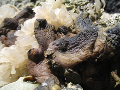 Asterocarpa coerulea