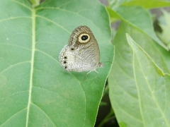 Ypthima ceylonica