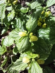 Lamium galeobdolon argentatum